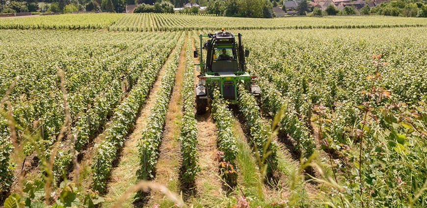 champagne olivier belin vigne