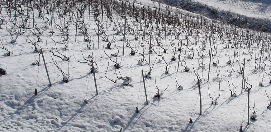 Alain bergère Vigne