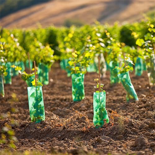 vigne festival champagne et vous