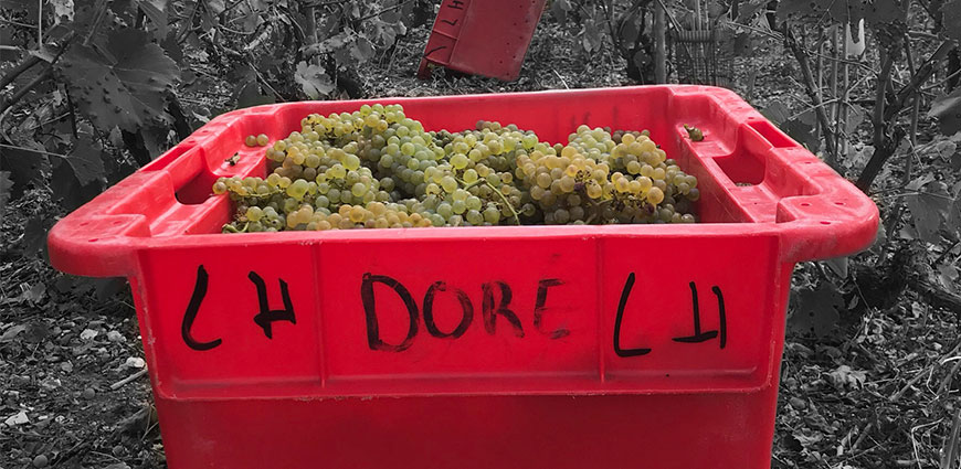 Champagne Doré Léguillette